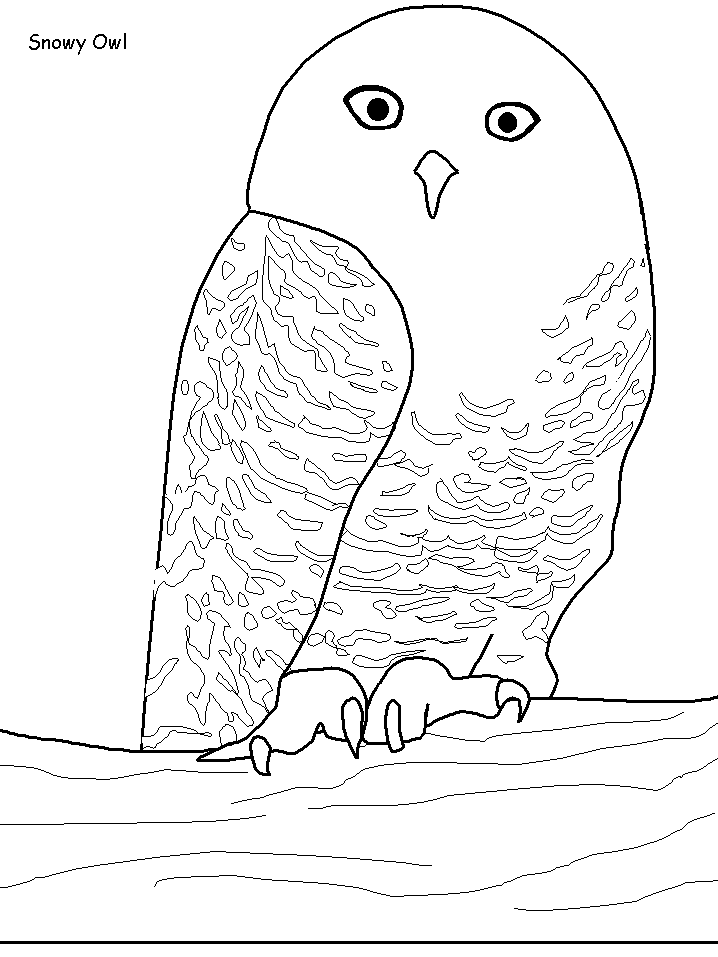 Snowy Owl coloring pages