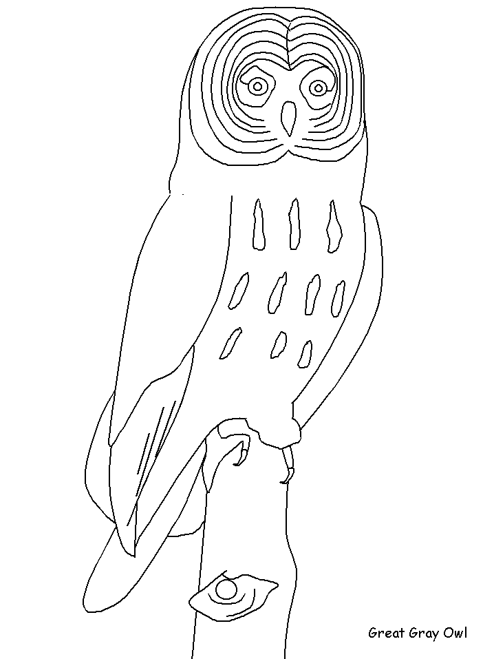 Printable Owl Coloring Pages