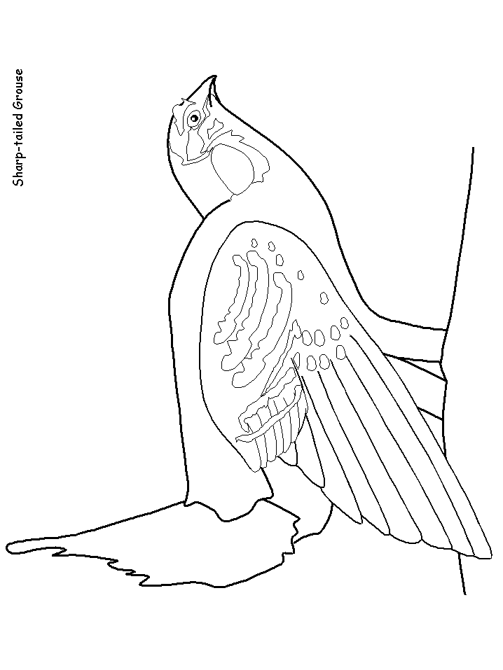 Sharp-tailed Grouse Coloring Pages