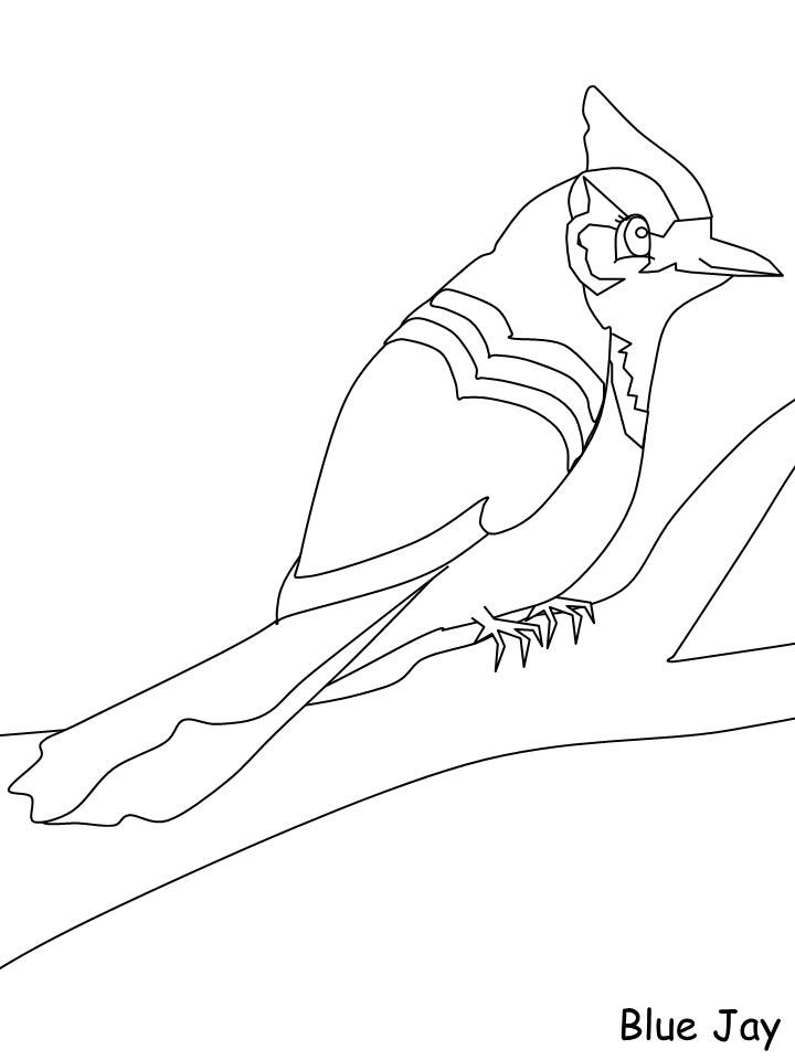 Birds Bluejay Animals Coloring Pages