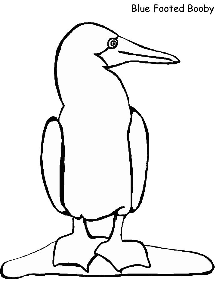 Birds Booby Animals Coloring Pages