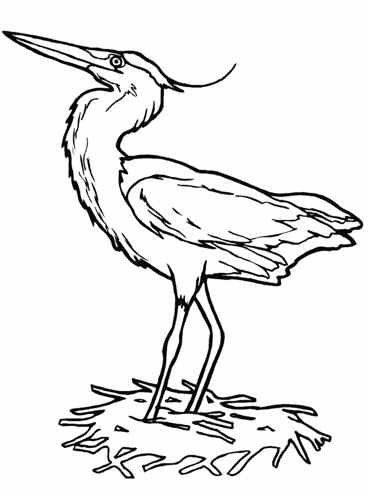 Birds Heron Animals Coloring Page