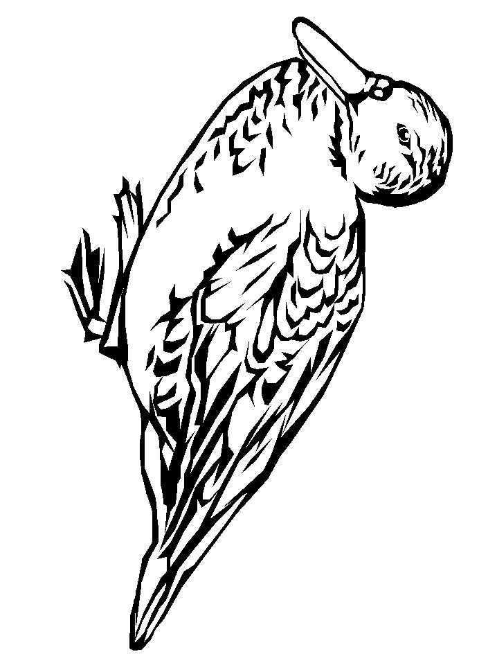 Color Page Bird