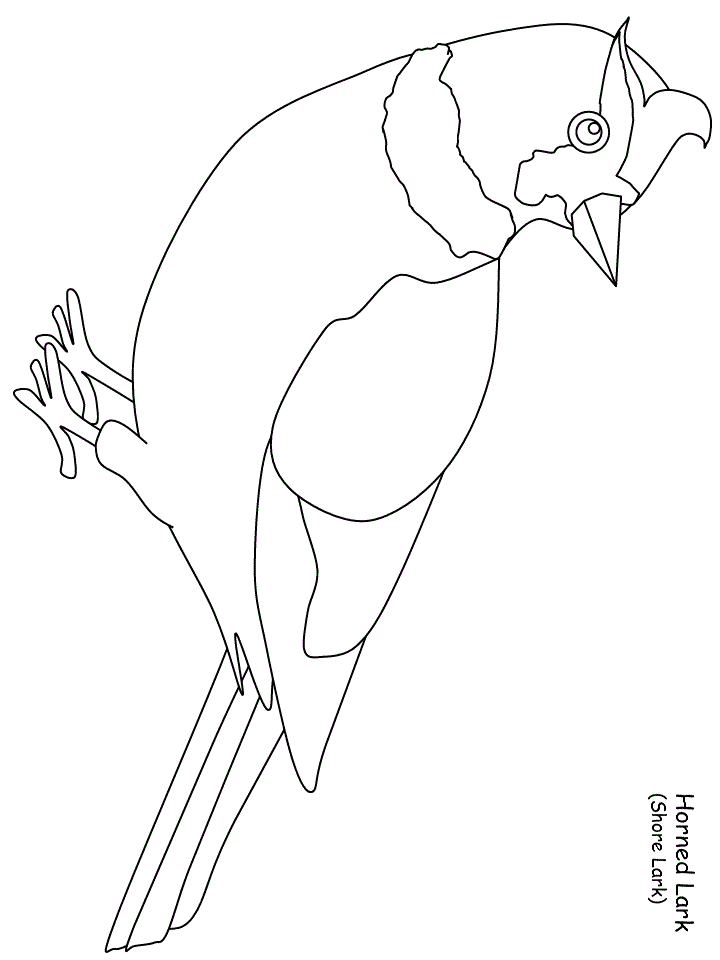 Birds Lark Animals Coloring Pages