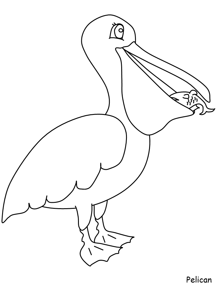 Pelican Coloring Page