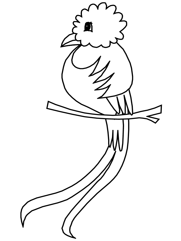 Quetzal bird coloring page