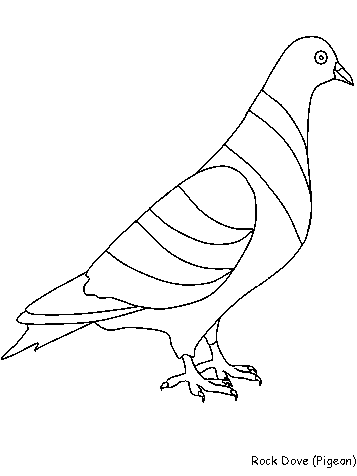 Birds Rockdove Animals Coloring Pages