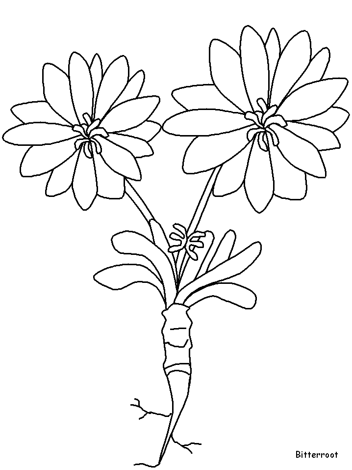 Bitterroot Flowers Coloring Pages