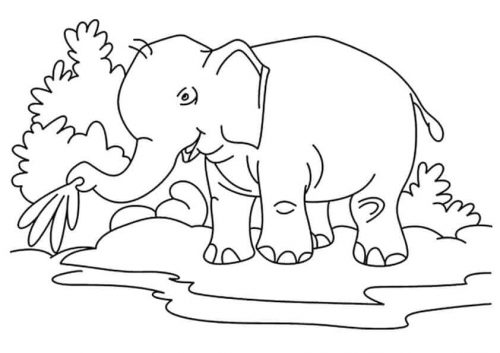black and white coloring pages of elephant spraying water realistic