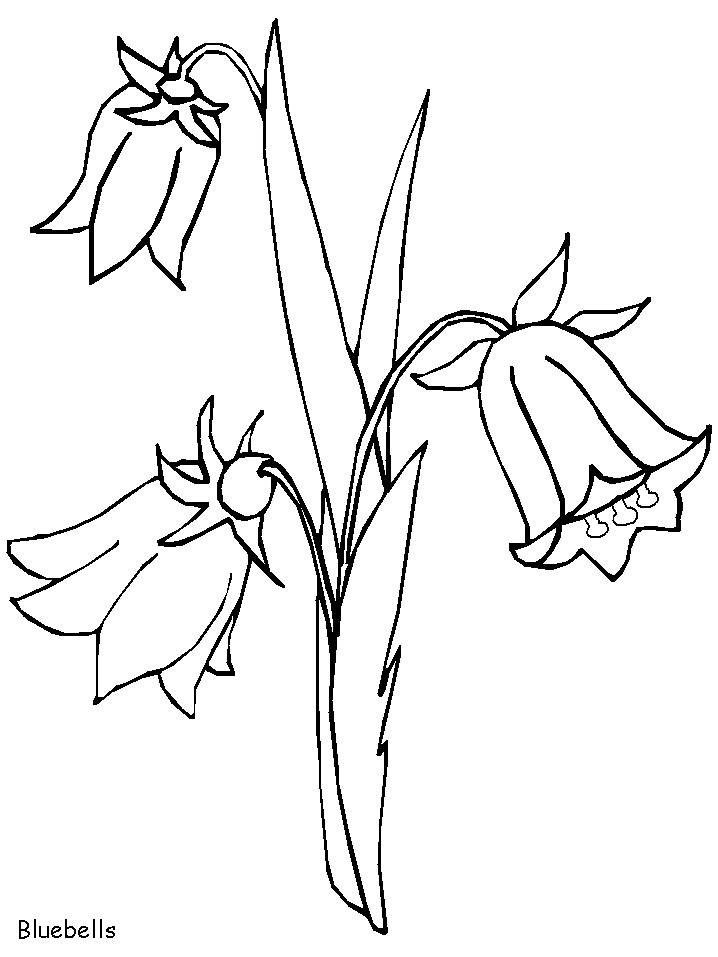 Bluebells Flowers Coloring Pages