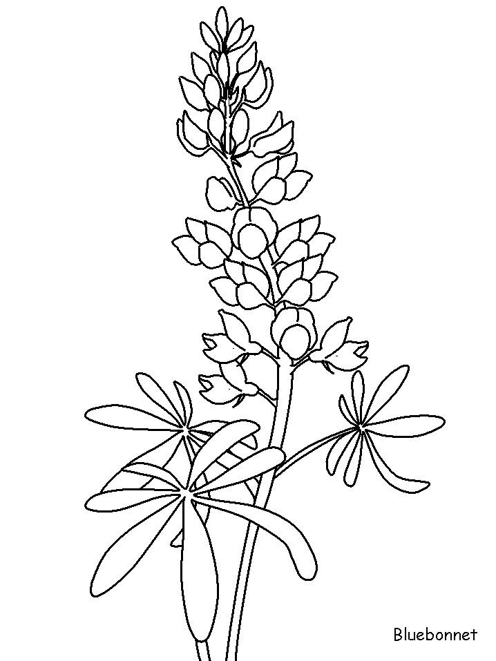 Bluebonnet Flowers Coloring Pages