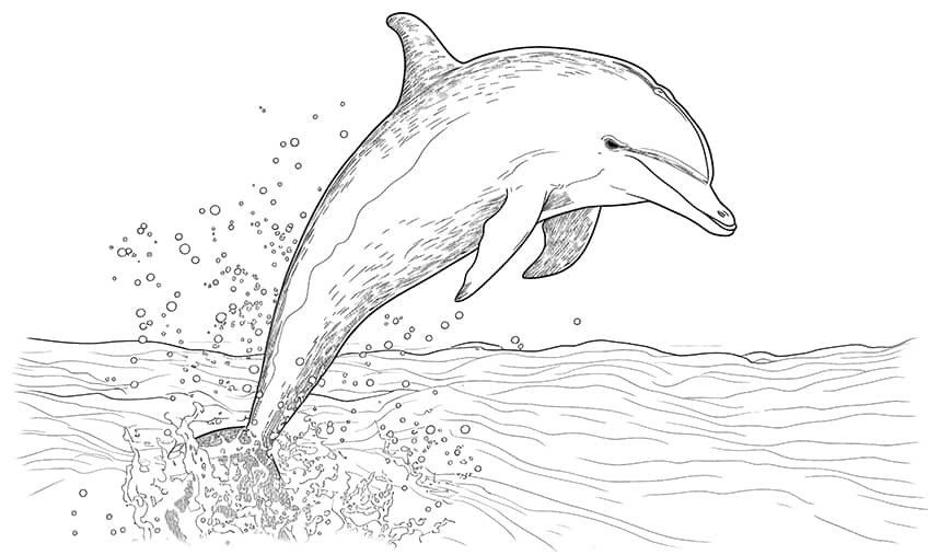 Bottlenose Dolphin Coloring Page