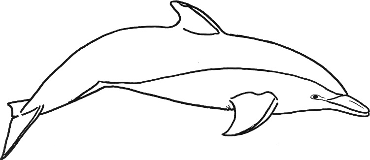 Bottlenose Dolphin Coloring Pages