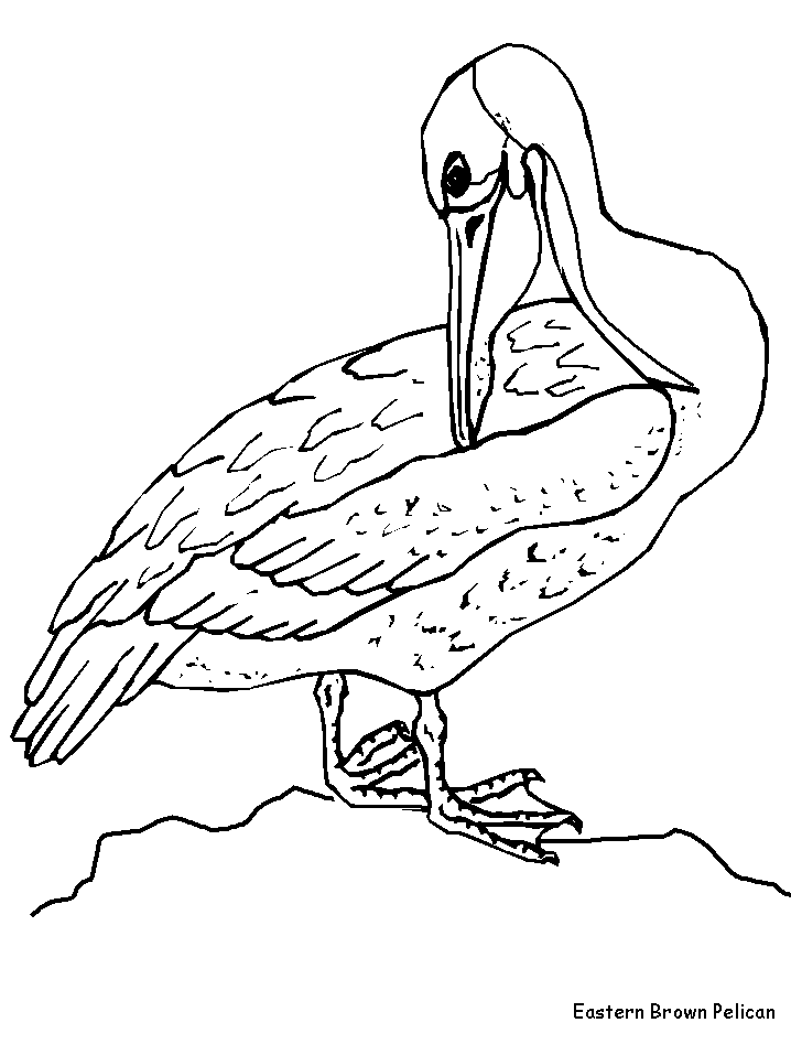Brown pelican coloring page