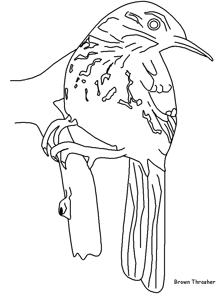 Brownthrasher bird coloring page