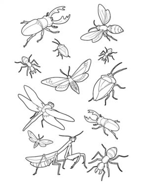 Bug Insect Coloring Pages | Coloring Page Book