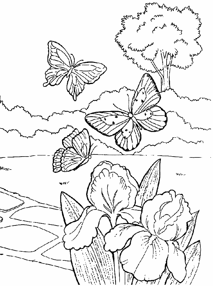 Free Printable Butterfly Color Pages