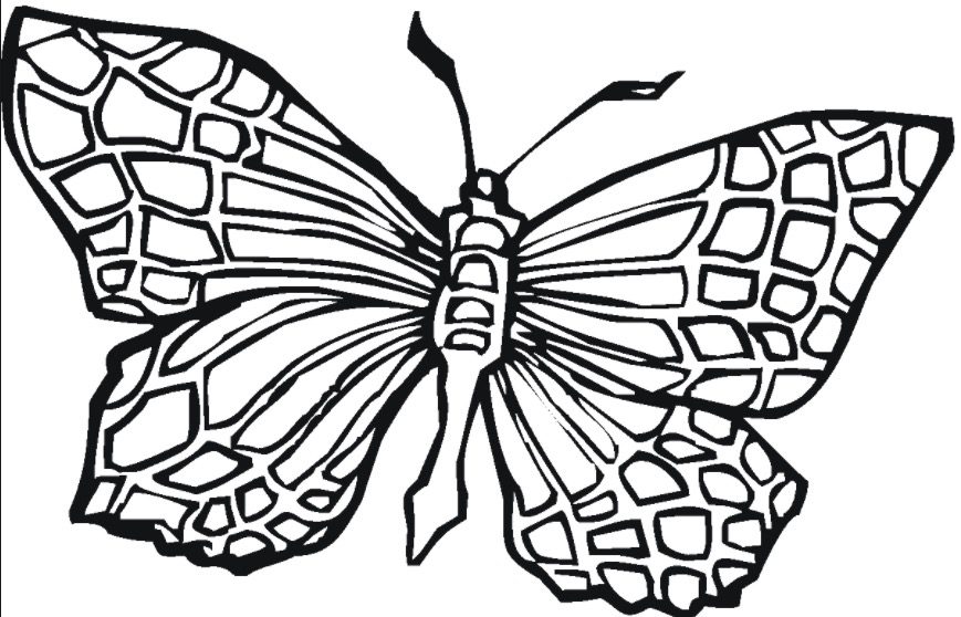 Butterfly Adult Coloring page