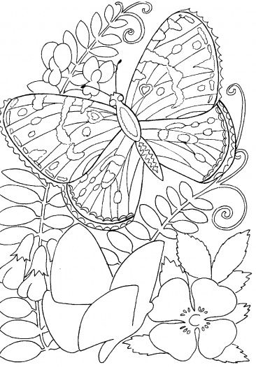 butterfly and flower coloring pages