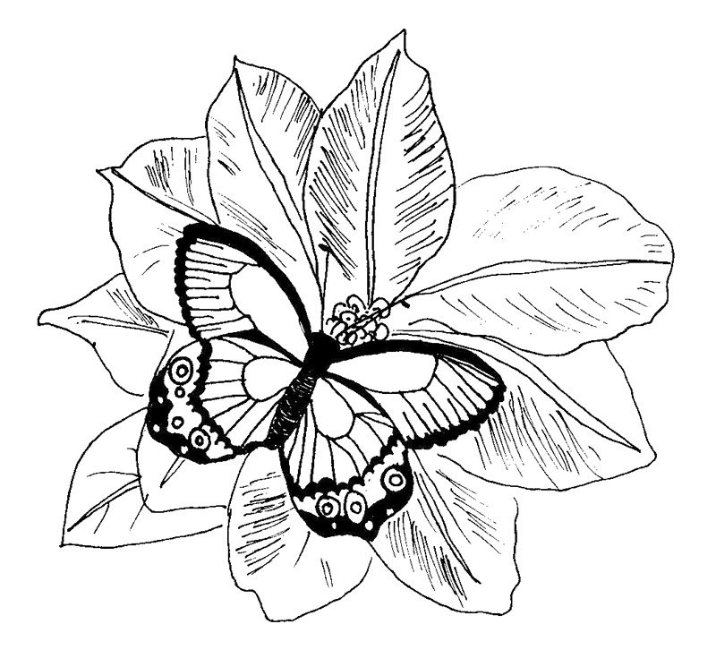 butterfly and flower coloring pages for adults