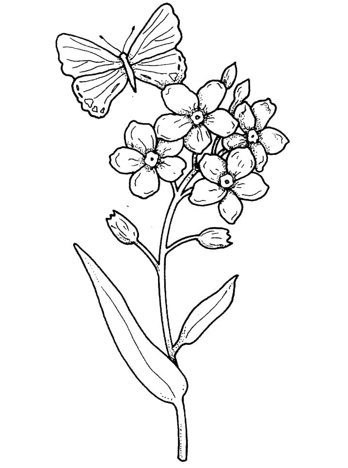 butterfly and flower coloring pages