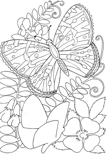 butterfly and flowers coloring pages
