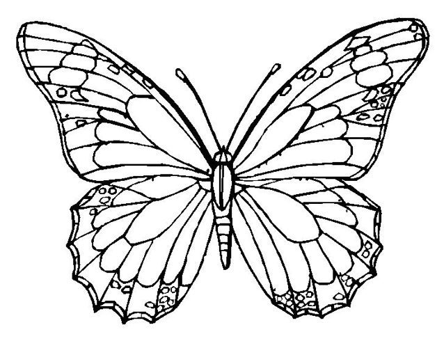 Butterfly coloring page