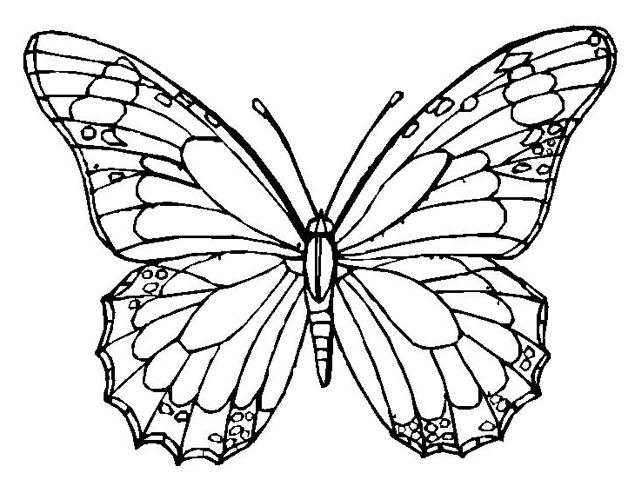 Butterfly Coloring Page coloring page & book for kids.