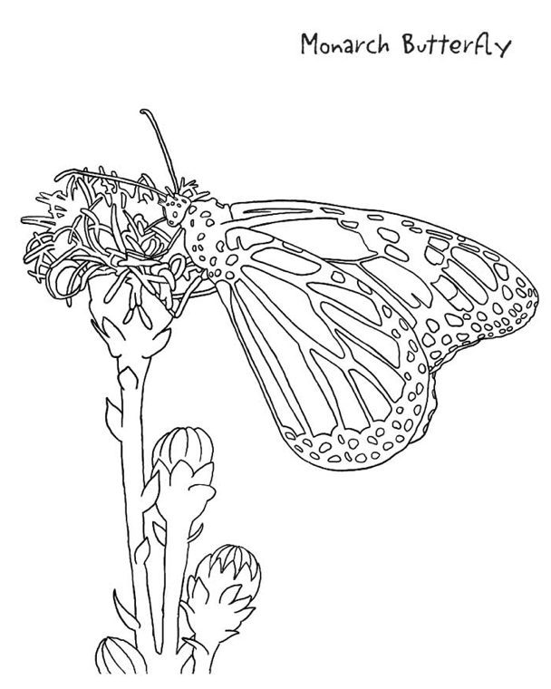 Butterfly coloring pages