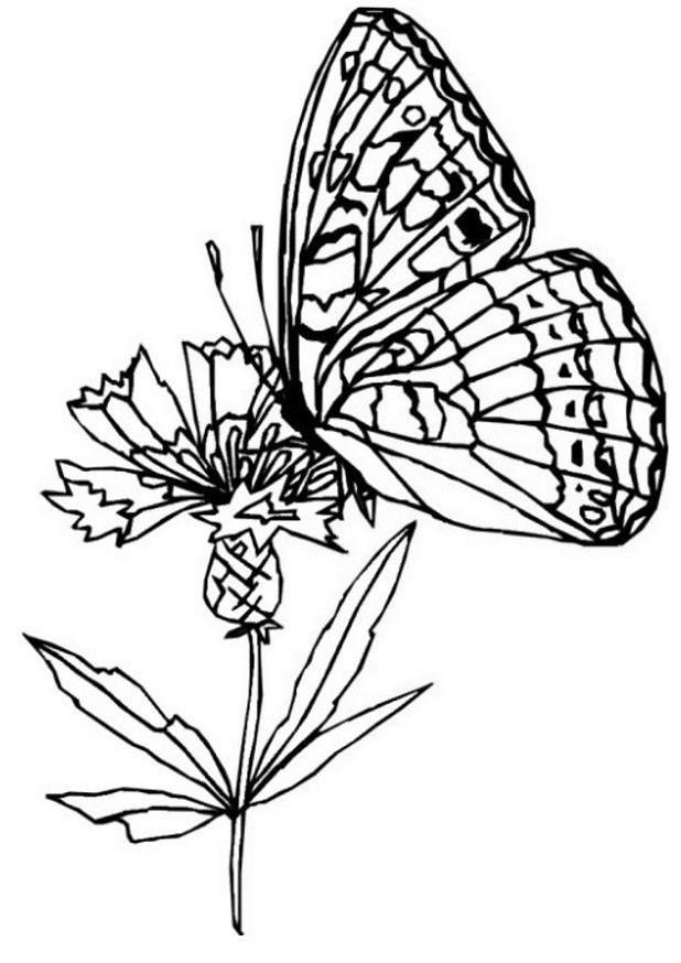 butterfly on flower coloring pages