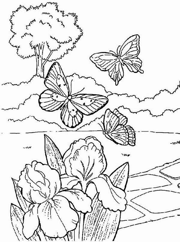 butterfly spring flower coloring pages