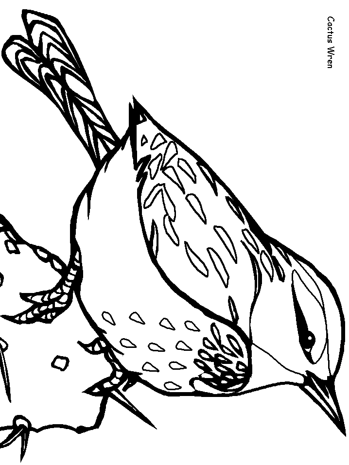 cactus wren coloring page