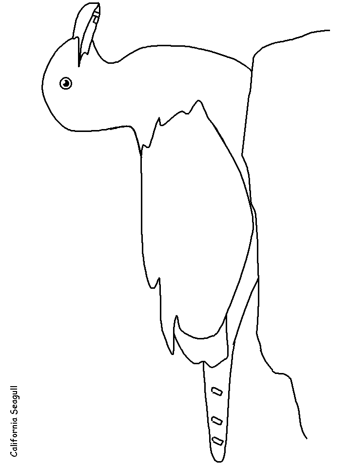 Californiagull Animals Coloring Pages