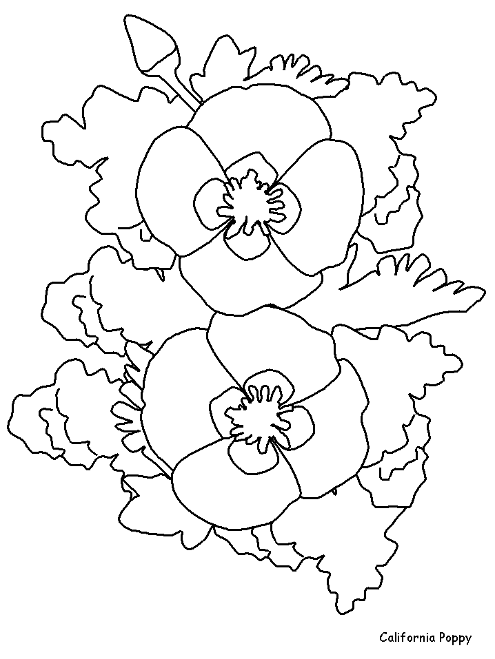 Californiapoppy Flowers Coloring Pages
