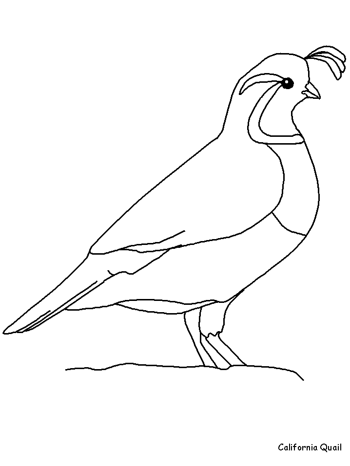 California Quail Animals Coloring Pages