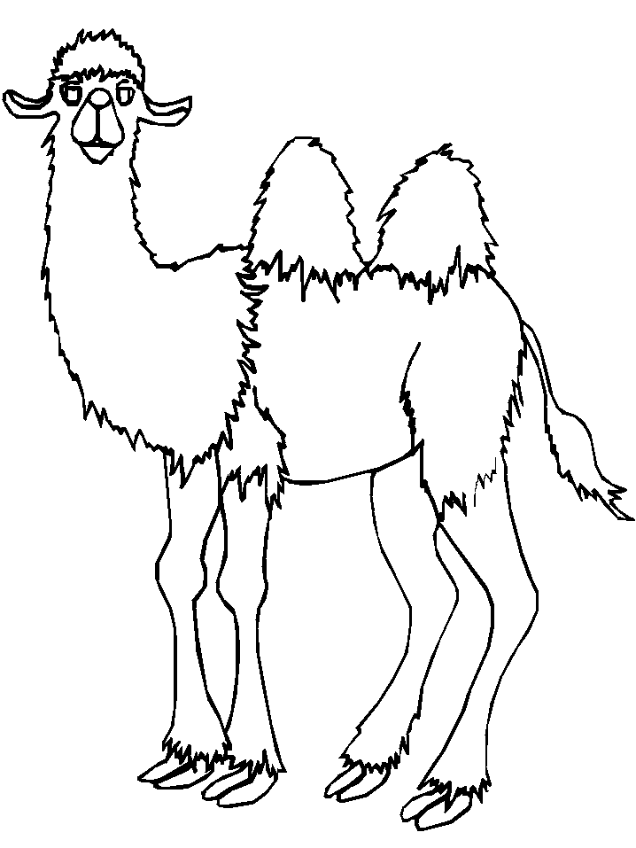camel coloring page pdf