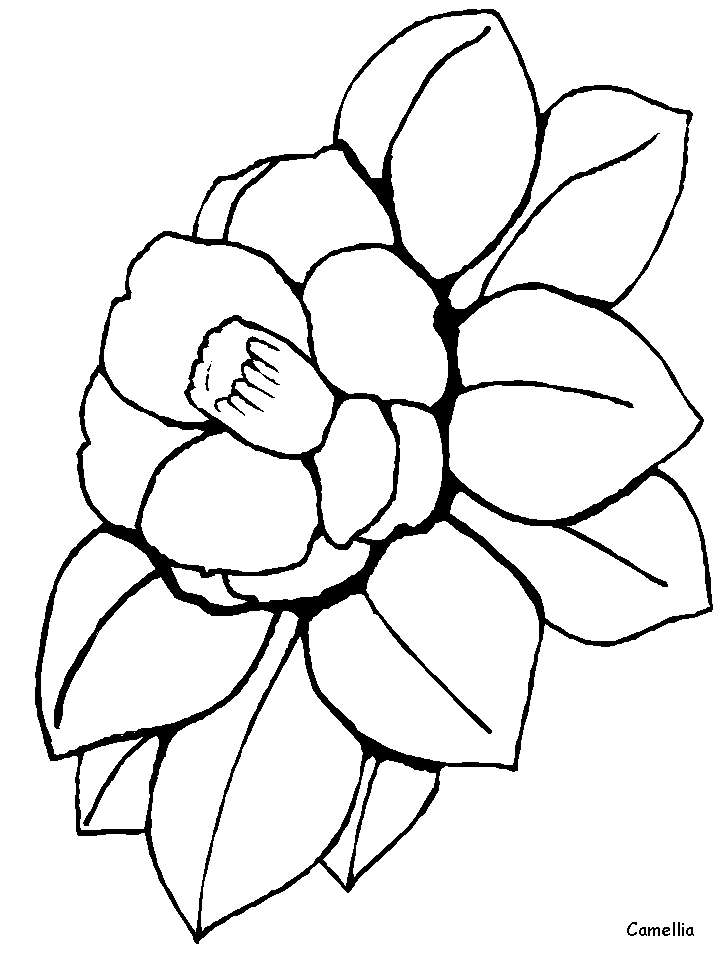 Download Camellia Flowers Coloring Pages coloring page & book for kids.