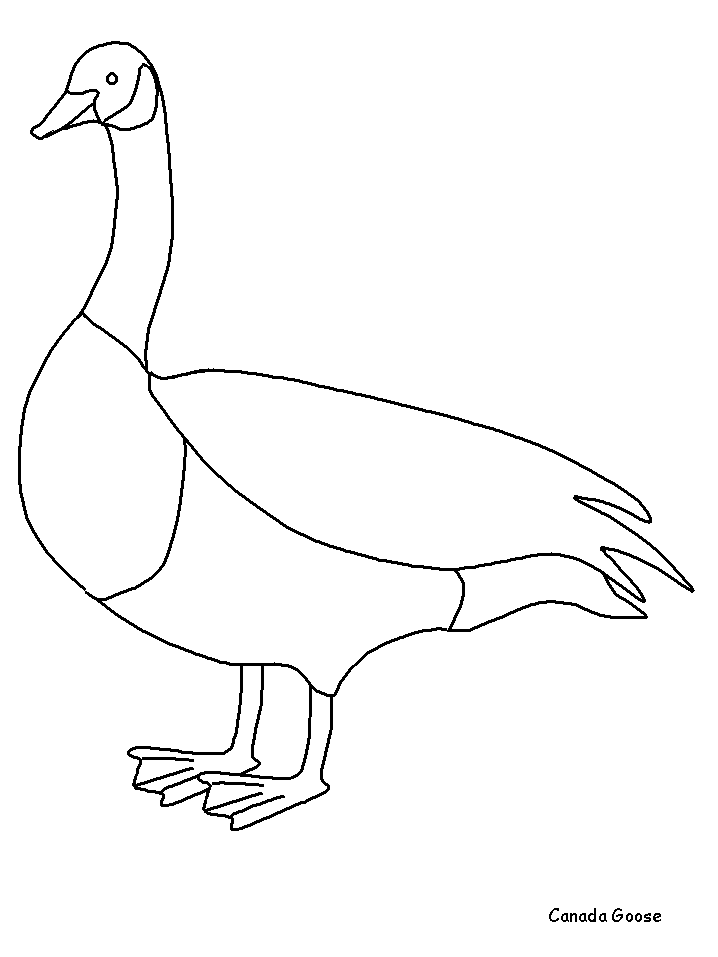 Canadagoose Animals Coloring Pages