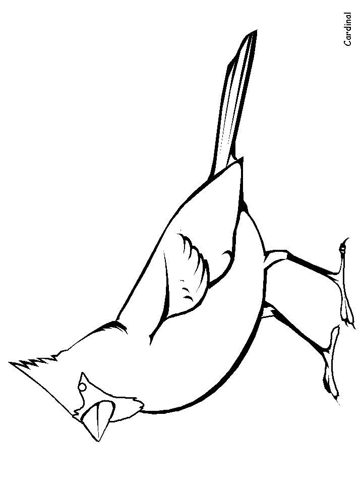 Cardinal Animals Coloring Pages