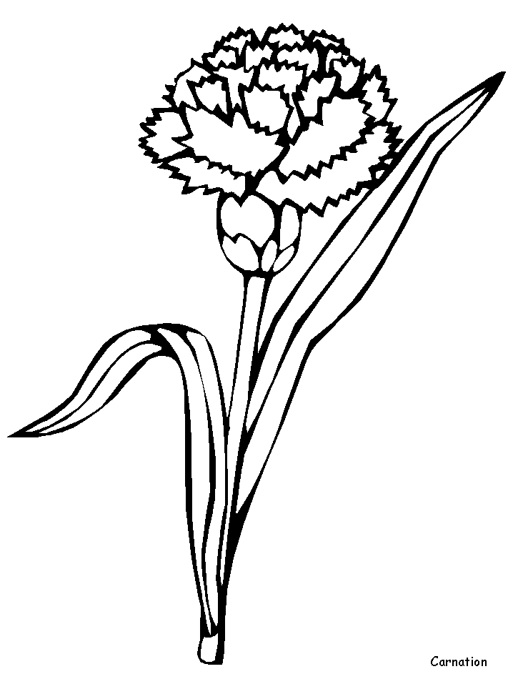 Carnation Flowers Coloring Pages