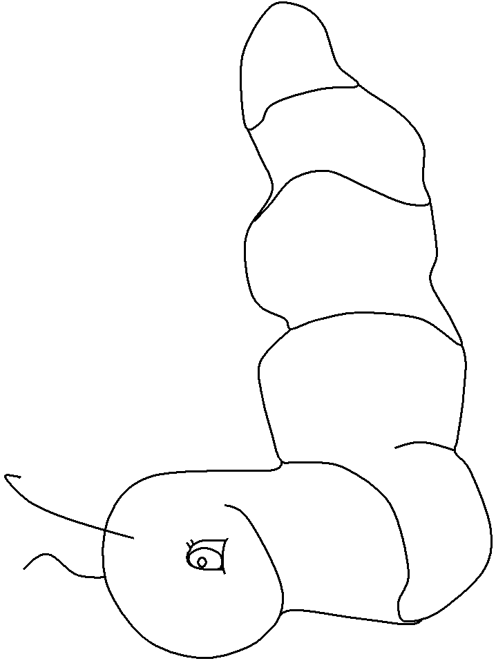 Coloring Pages Caterpillar