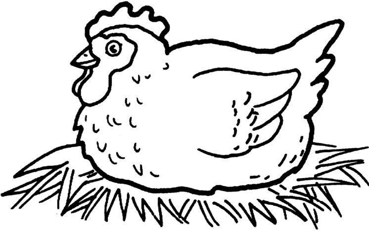 chicken coloring page