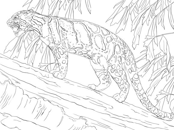 Clouded Leopard Coloring Page