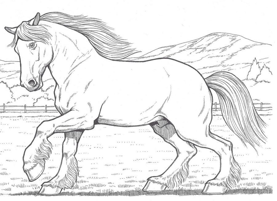 clydesdale horse coloring pages