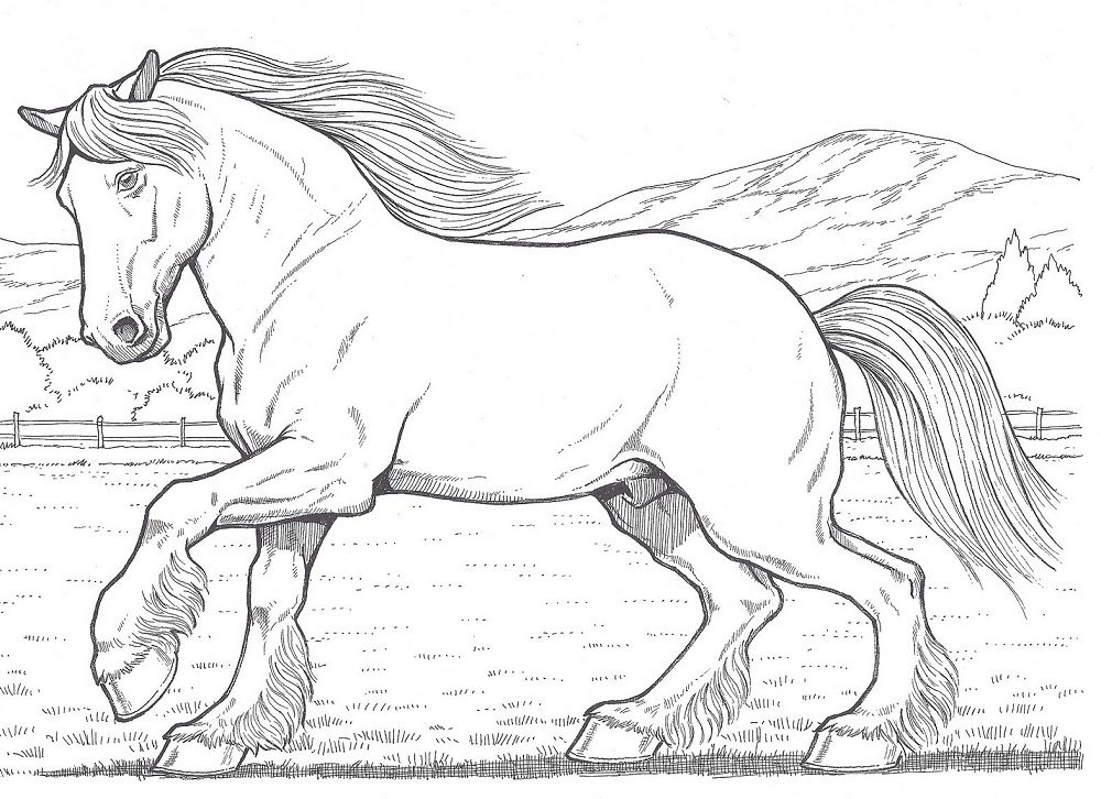 clydesdale horse coloring pages