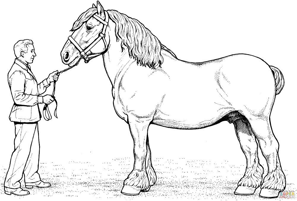 colombian horse coloring pages
