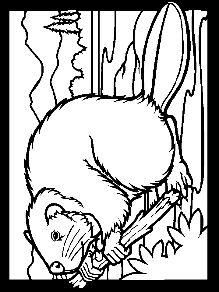 Color Beaver Animals Coloring Pages