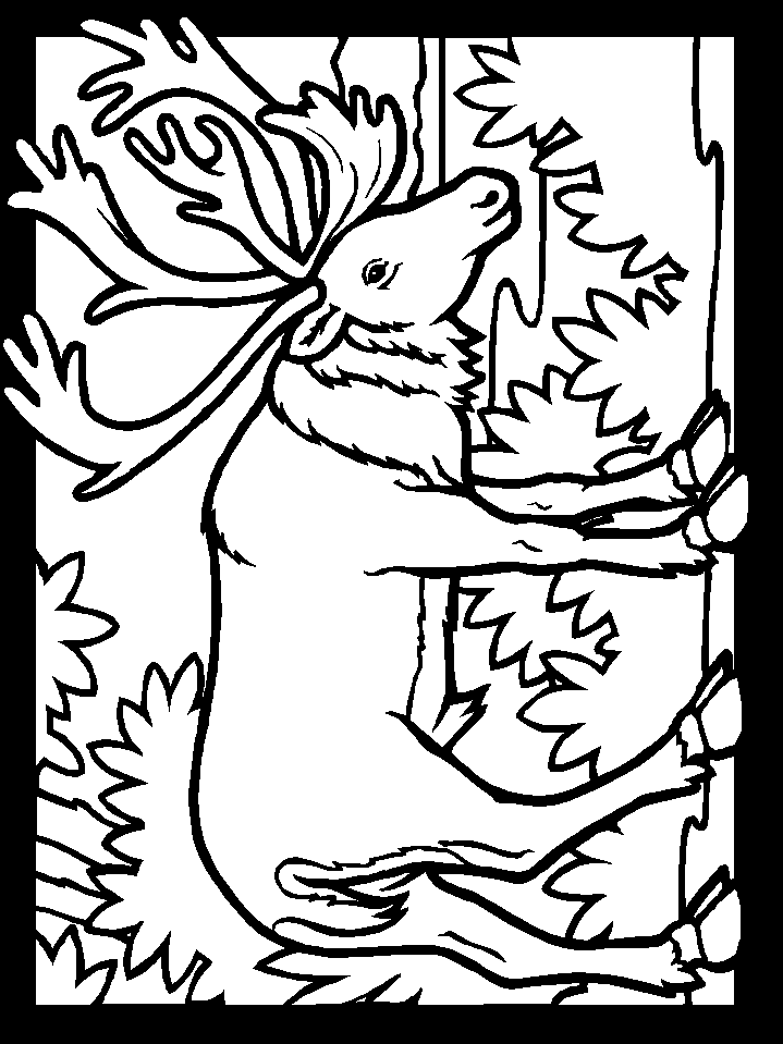 Color Caribou Animals Coloring Pages