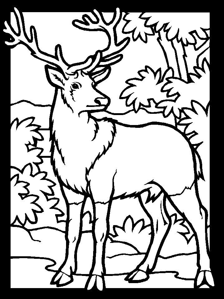 Deer Printable Coloring Pages