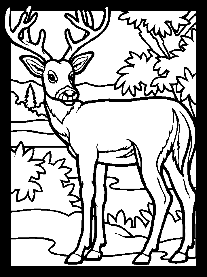 Coloring Pages Deer